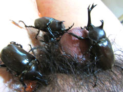 Beetles vs cock