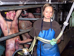 Milking of male slaves